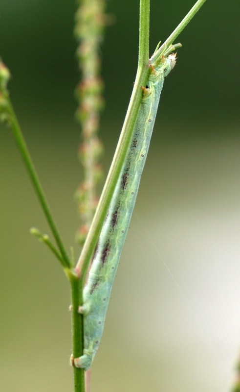 Bruco di geometridae?